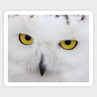 SNOWY OWL Sticker